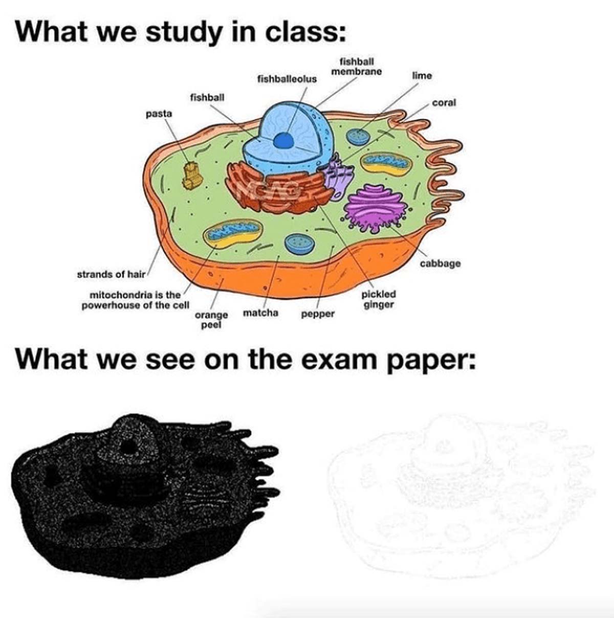 cell biology memes - What we study in class fishball membrane fishballeolus lime fishball coral pasta strands of hair mitochondria is the powerhouse of the cell pickled ginger matcha orange peel pepper cabbage What we see on the exam paper