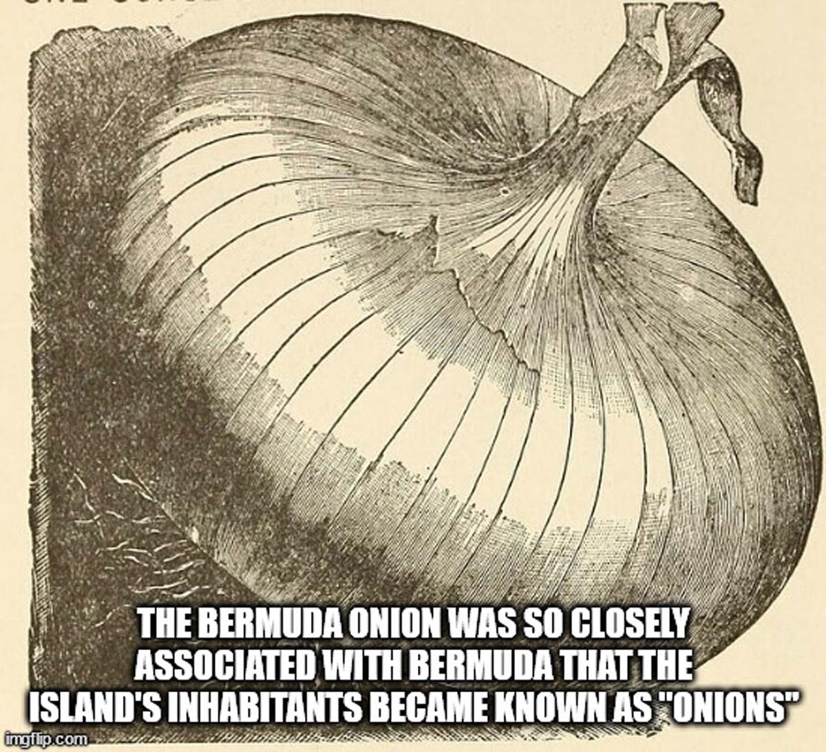 parrotfish - The Bermuda Onion Was So Closely Associated With Bermuda That The Island'S Inhabitants Became Known As "Onions" imgflip.com