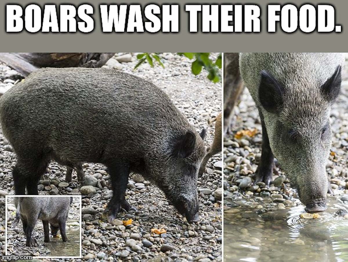 boar - Boars Wash Their Food. imgflip.com