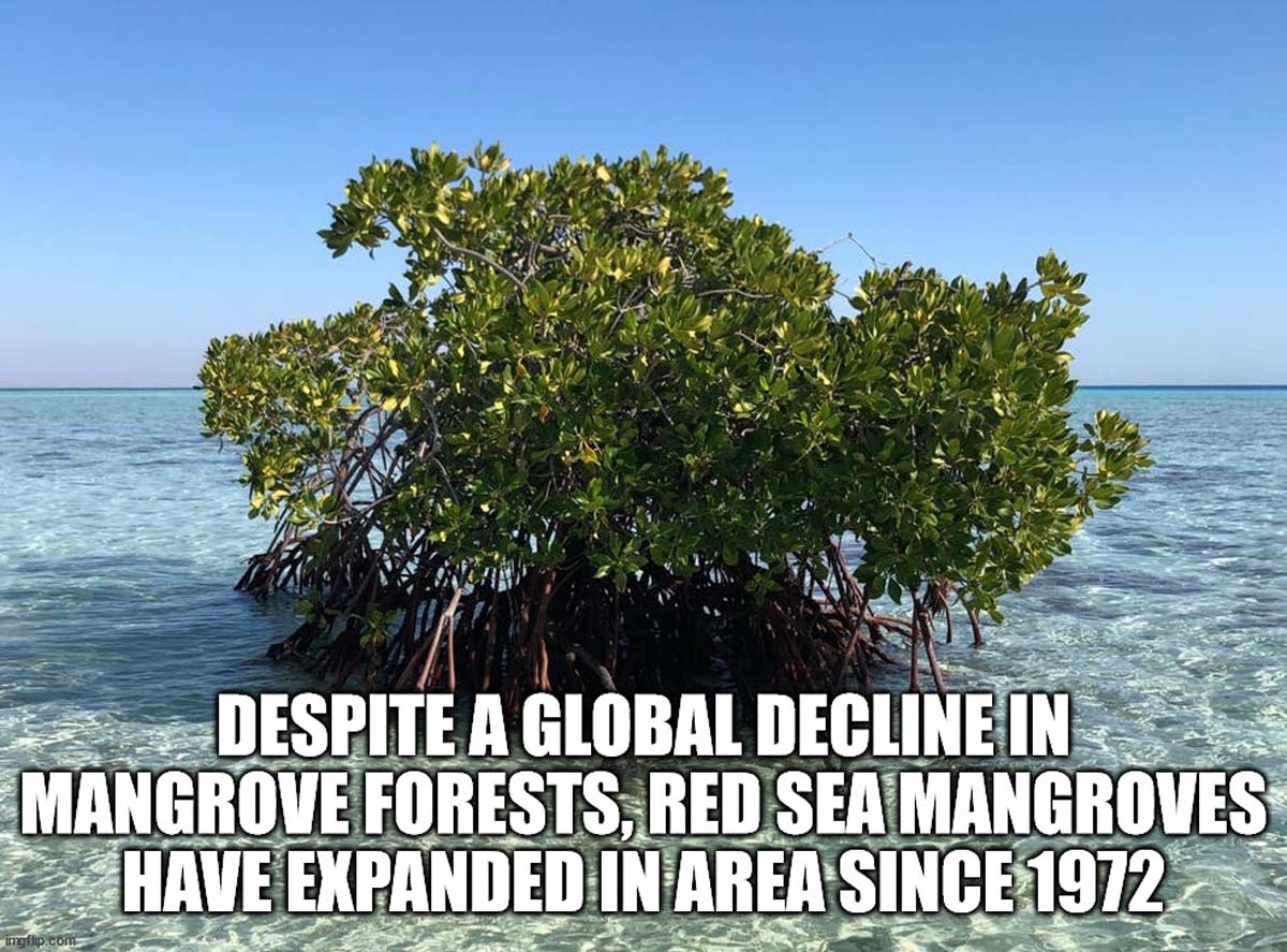 Despite A Global Decline In Mangrove Forests, Red Sea Mangroves Have Expanded In Area Since 1972 imgflip.com