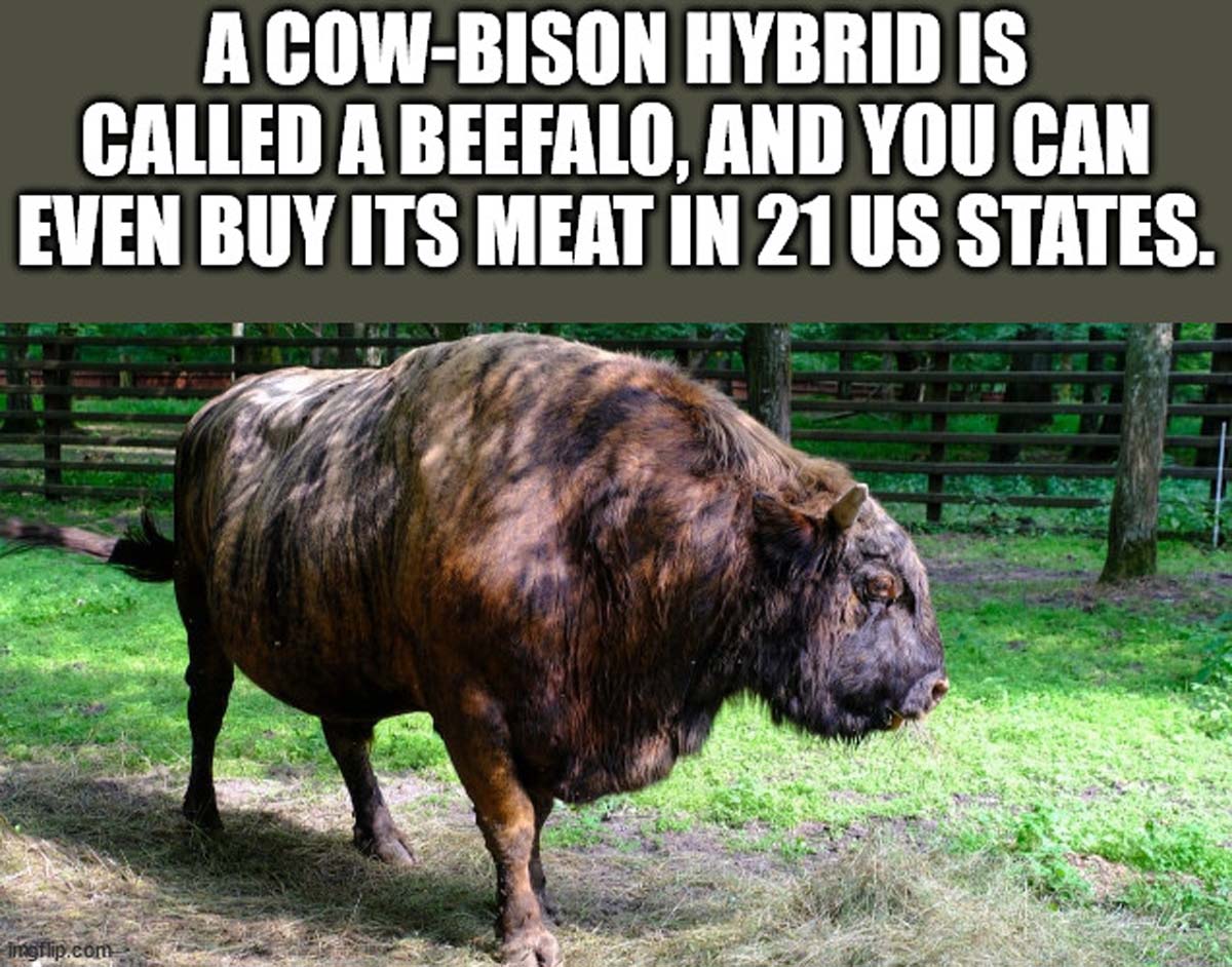 bull - A CowBison Hybrid Is Called A Beefalo, And You Can Even Buy Its Meat In 21 Us States. Imgflip.com