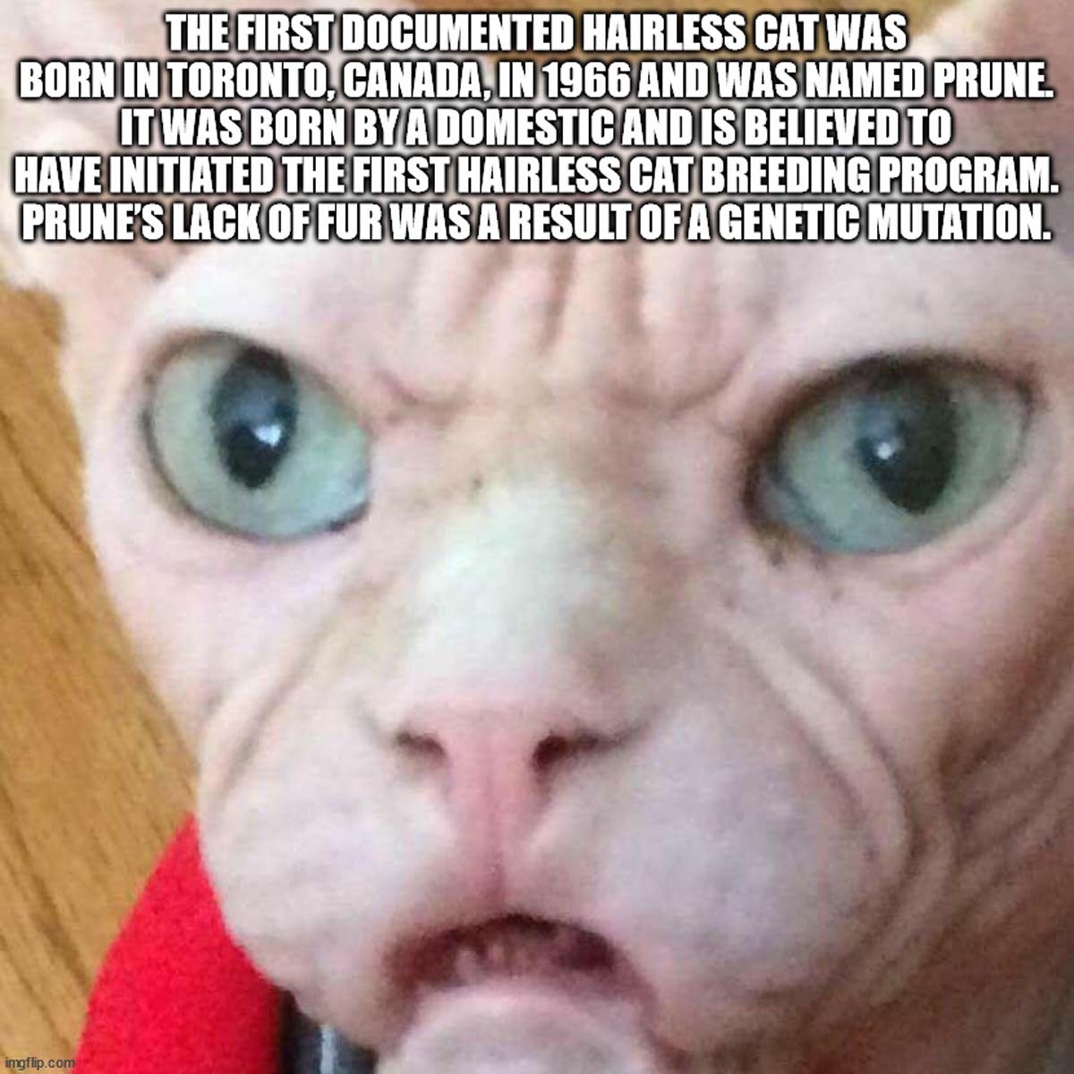 sphinx cat meme - The First Documented Hairless Cat Was Born In Toronto, Canada, In 1966 And Was Named Prune. It Was Born By A Domestic And Is Believed To Have Initiated The First Hairless Cat Breeding Program. Prune'S Lack Of Fur Was A Result Of A Geneti