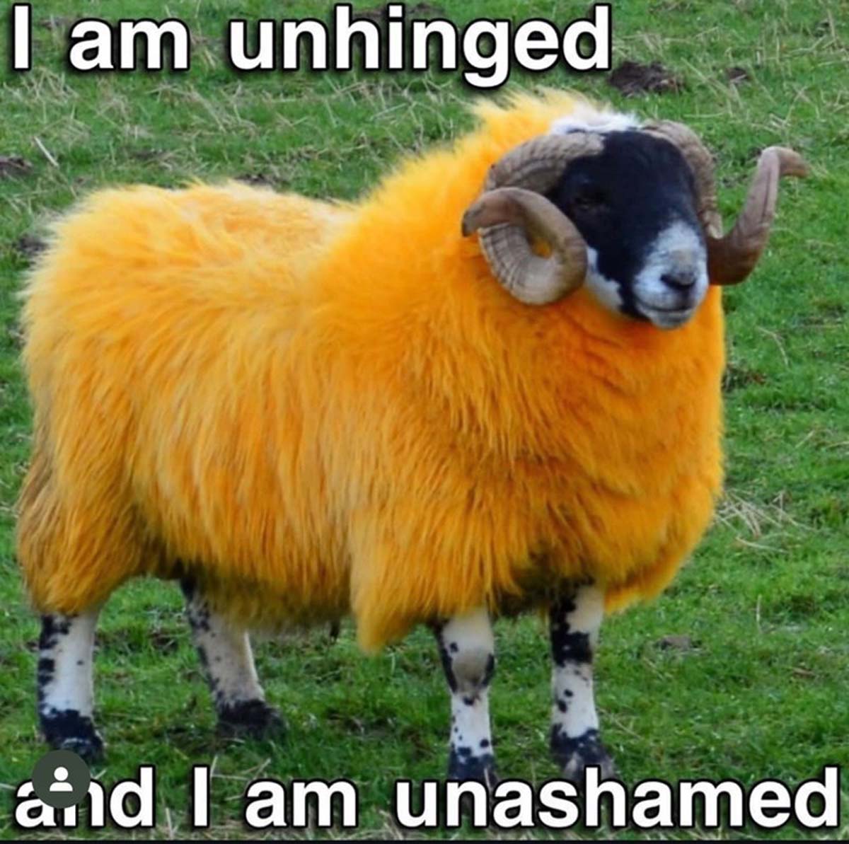 orange sheep scotland - I am unhinged and I am unashamed