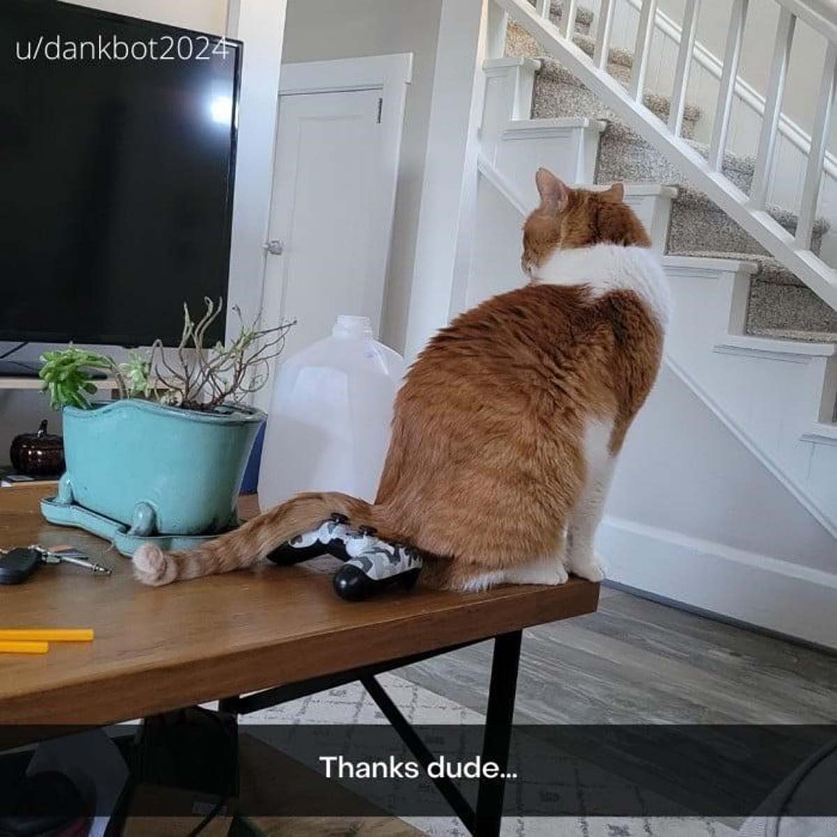 Caturday (7-20-24)