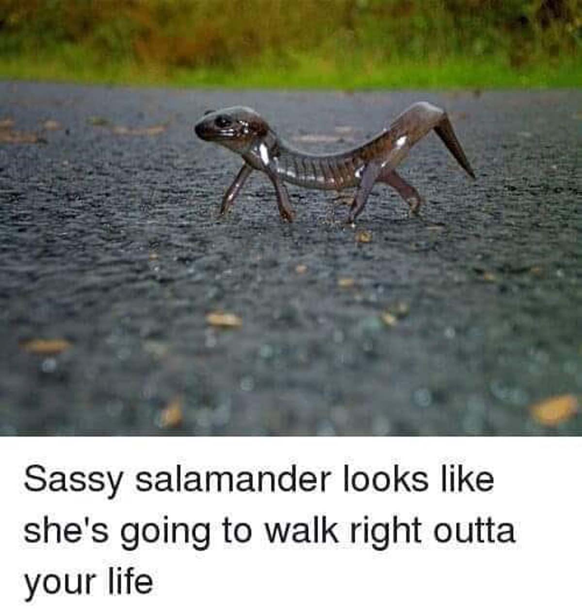 sassy salamander meme - Sassy salamander looks . she's going to walk right outta your life