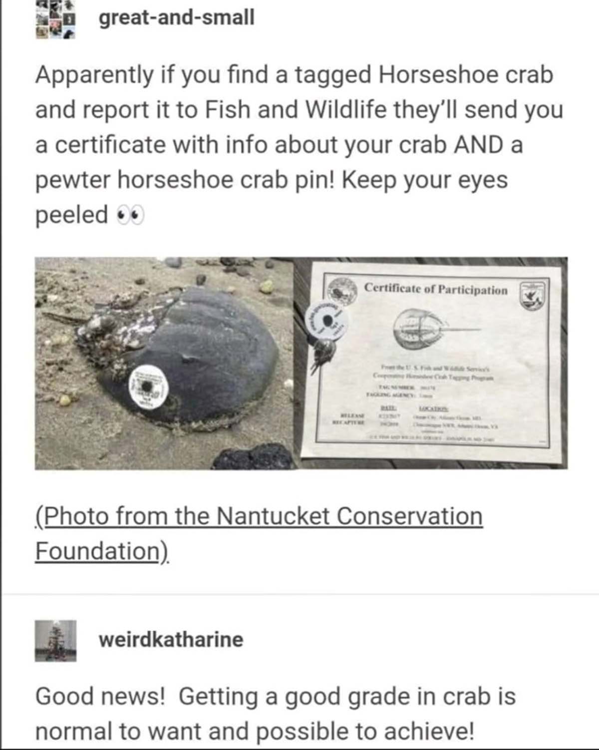 good grade in crab - greatandsmall Apparently if you find a tagged Horseshoe crab and report it to Fish and Wildlife they'll send you a certificate with info about your crab And a pewter horseshoe crab pin! Keep your eyes peeled 00 Recaptere Certificate o