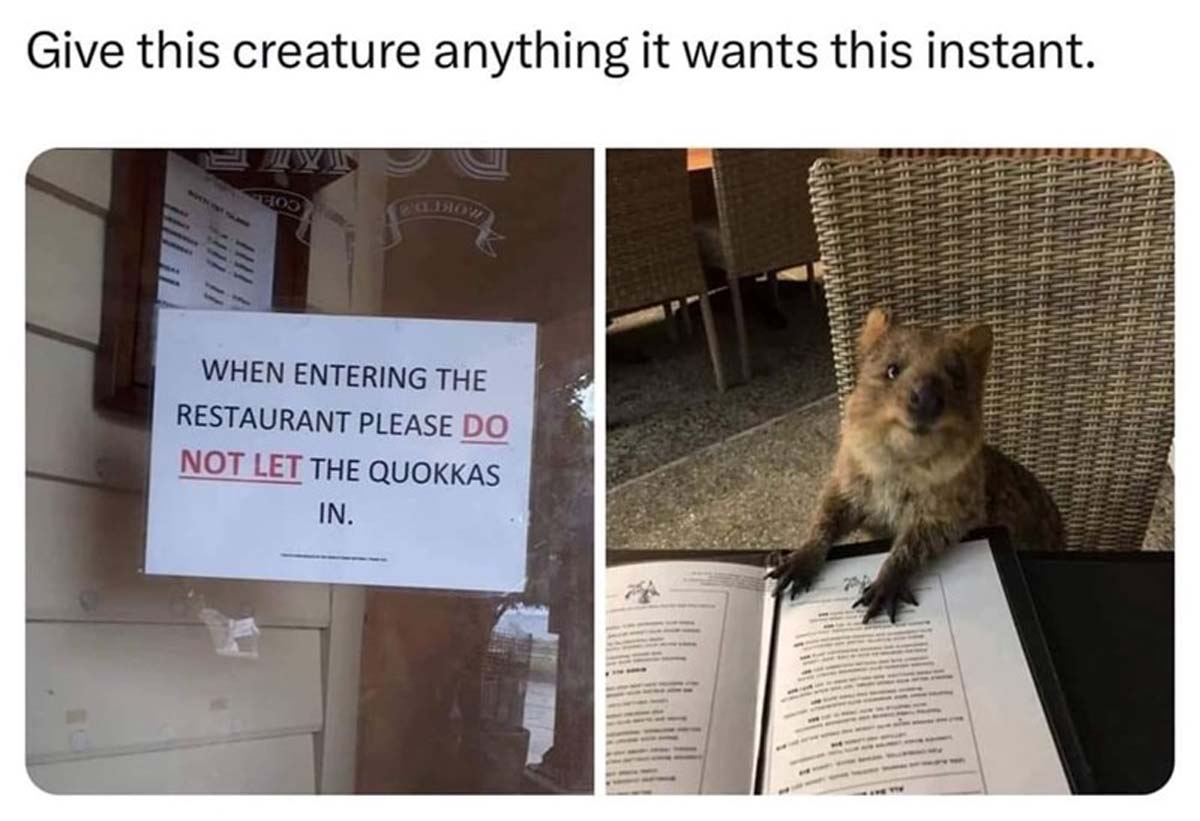 entering the restaurant please do not let - Give this creature anything it wants this instant. When Entering The Restaurant Please Do Not Let The Quokkas In.