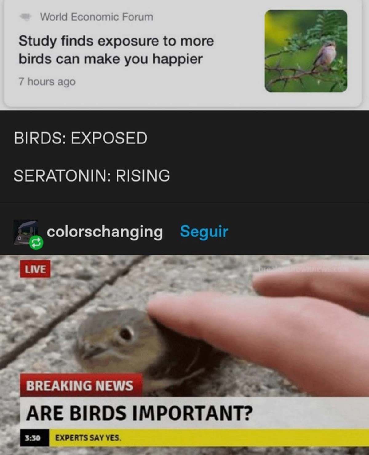 screenshot - World Economic Forum Study finds exposure to more birds can make you happier 7 hours ago Birds Exposed Seratonin Rising Live colorschanging Seguir Breaking News Are Birds Important? Experts Say Yes.