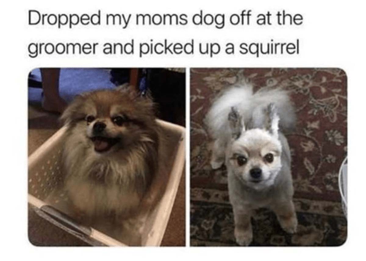 funny dog grooming memes - Dropped my moms dog off at the groomer and picked up a squirrel