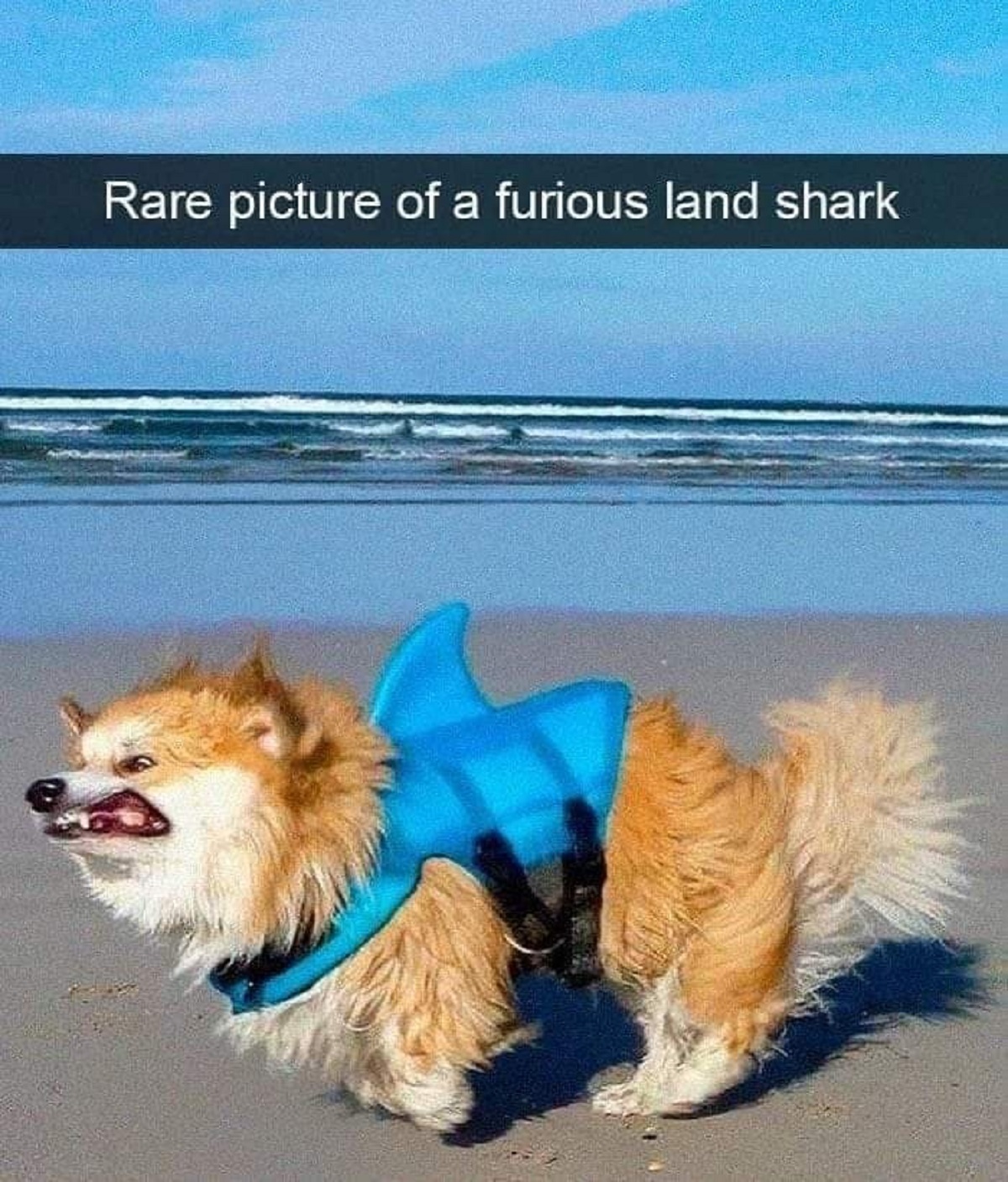 rare doggo memes - Rare picture of a furious land shark