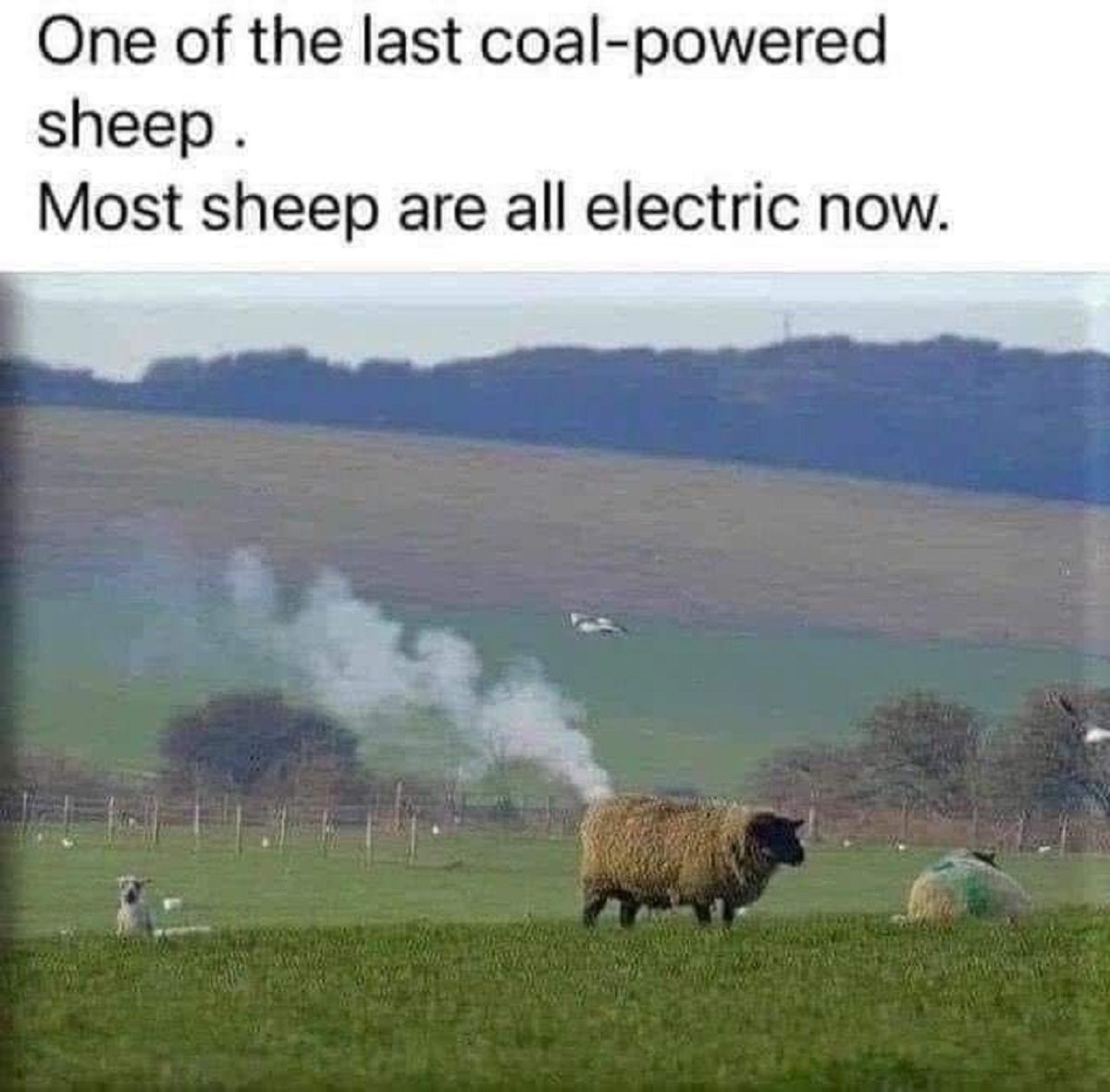 last coal powered sheep - One of the last coalpowered sheep. Most sheep are all electric now.