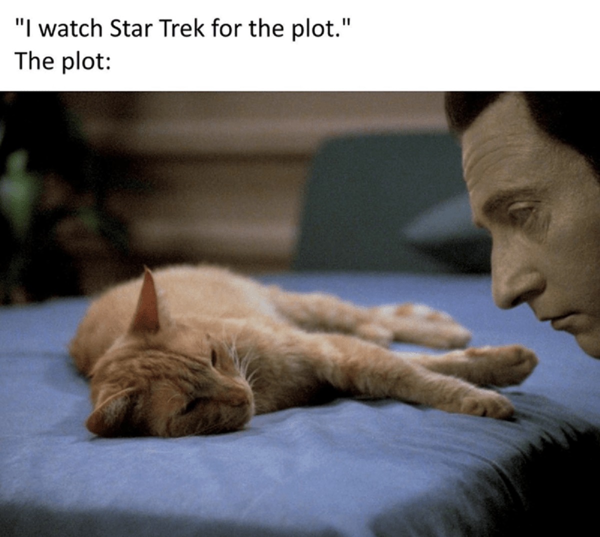 star trek data cat - "I watch Star Trek for the plot." The plot