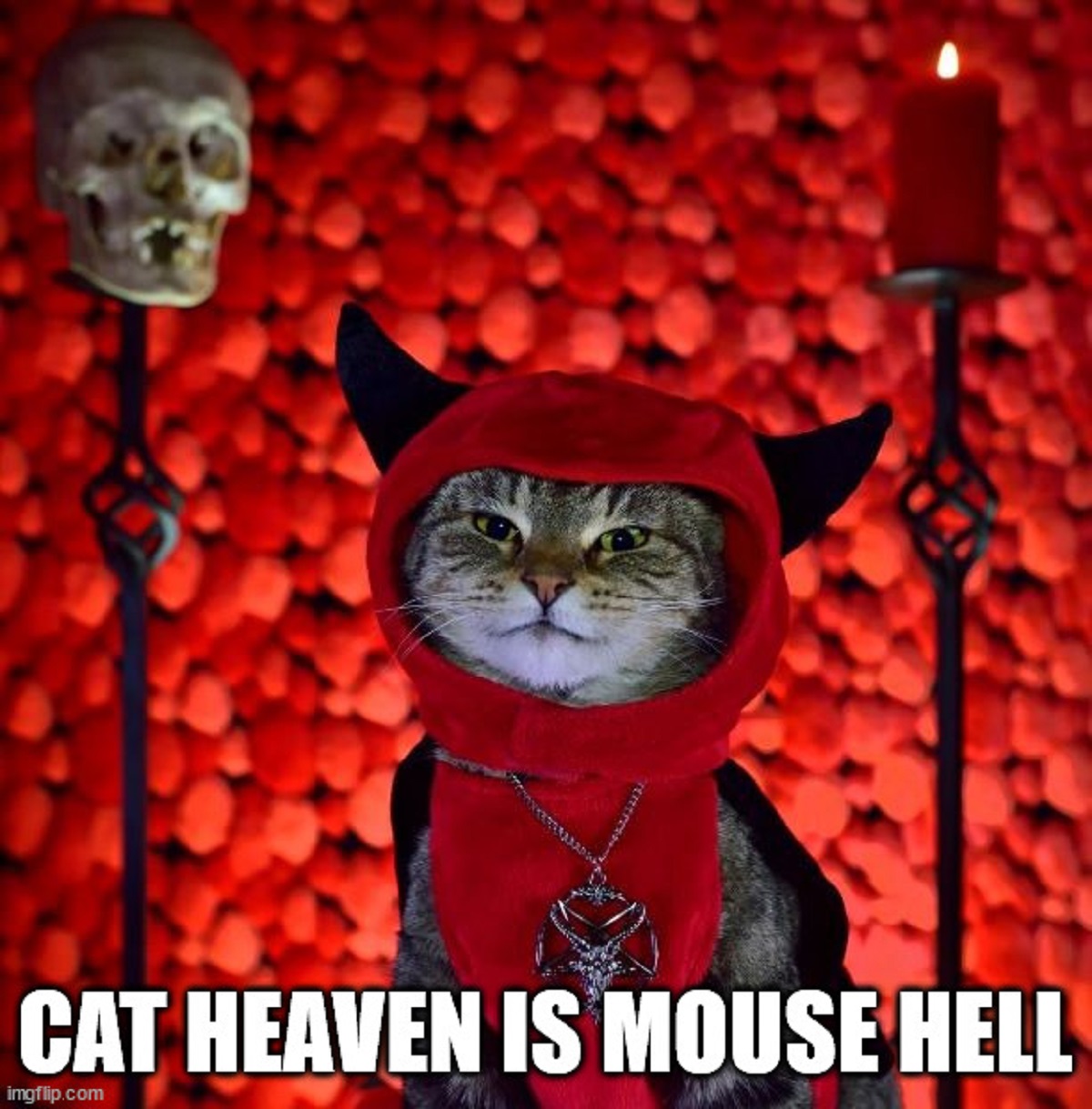 shower thoughts - Cat Heaven Is Mouse purgatory imgflip.com