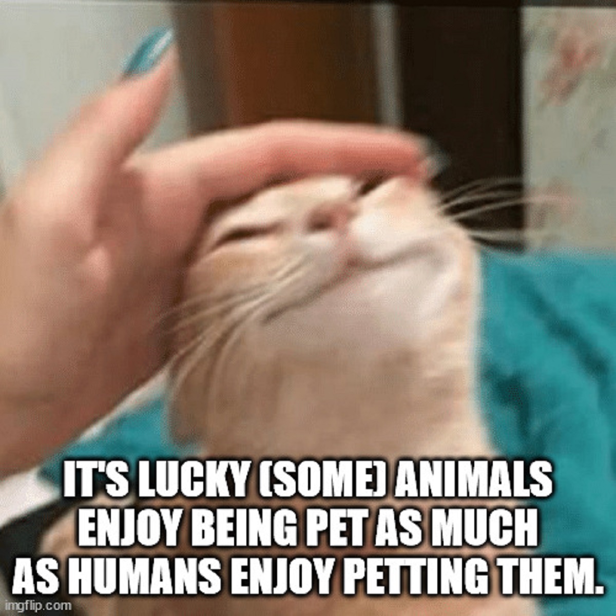 shower thoughts - orange cat smiling meme - It'S Lucky Some Animals Enjoy Being Pet As Much As Humans Enjoy Petting Them. imgflip.com