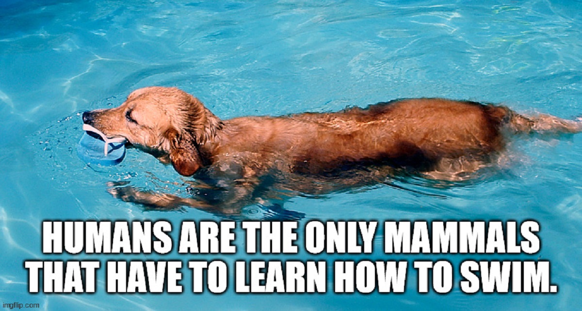 shower thoughts - golden retriever - Humans Are The Only Mammals That Have To Learn How To Swim. imgflip.com