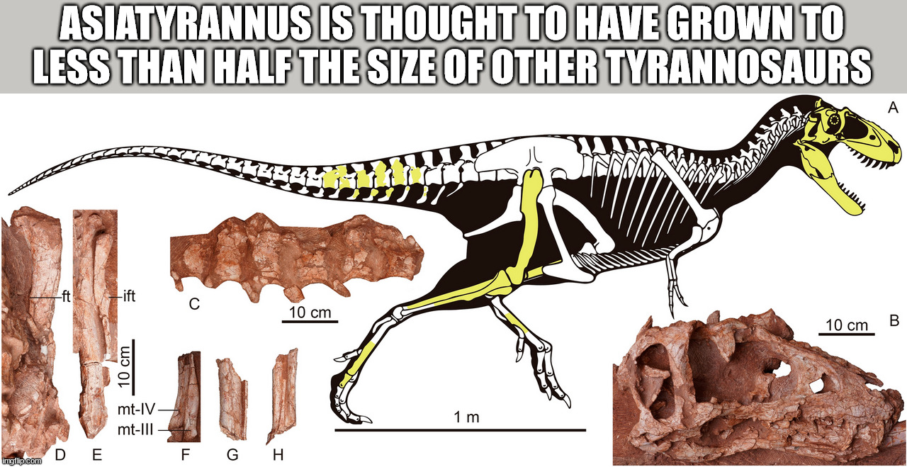 Fun Facts to Cram in Your Cranium