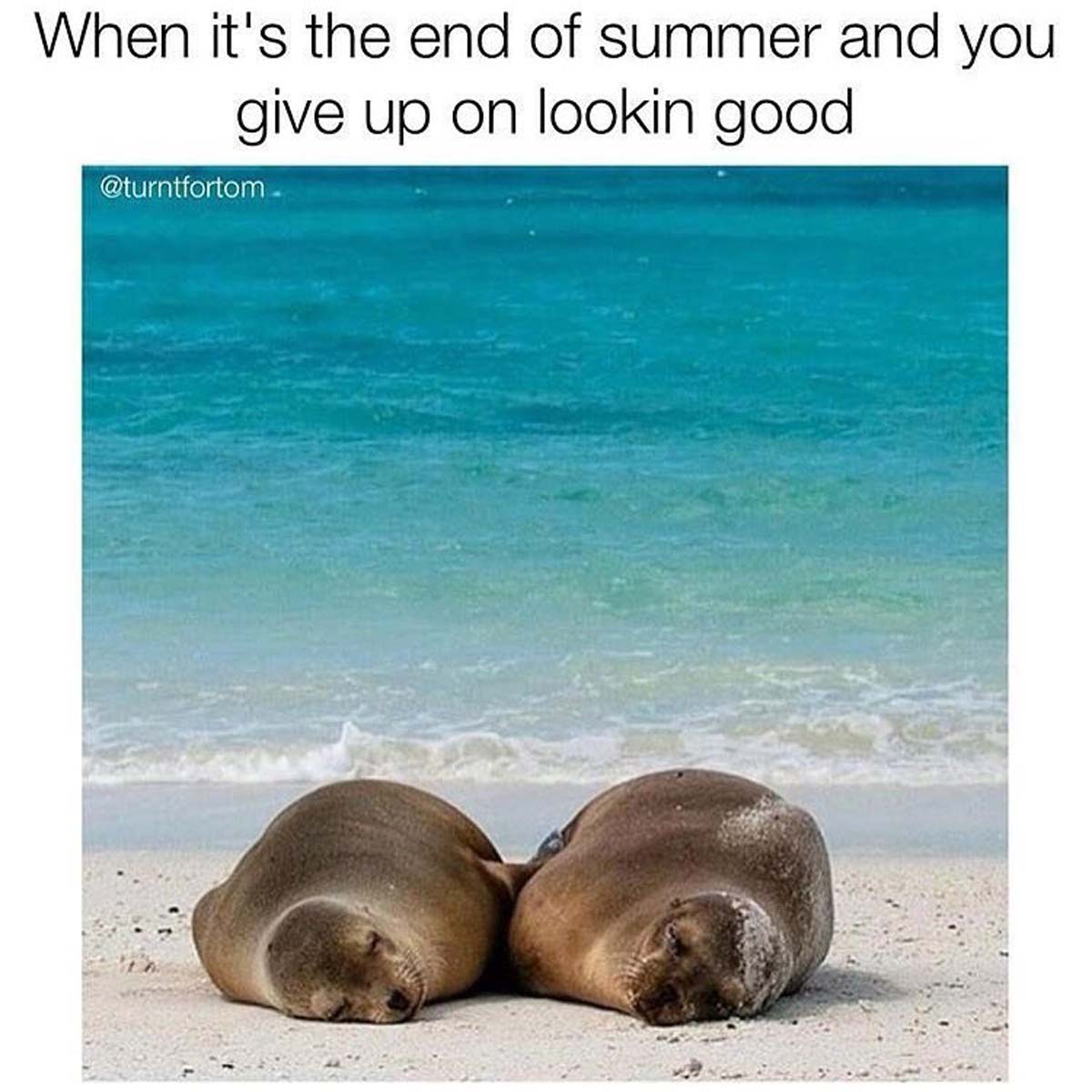 summer ends meme - When it's the end of summer and you give up on lookin good .