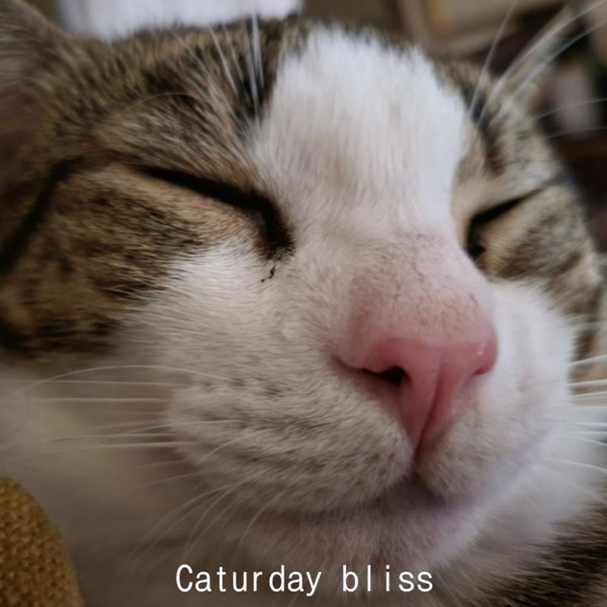 Caturday 9-21-24