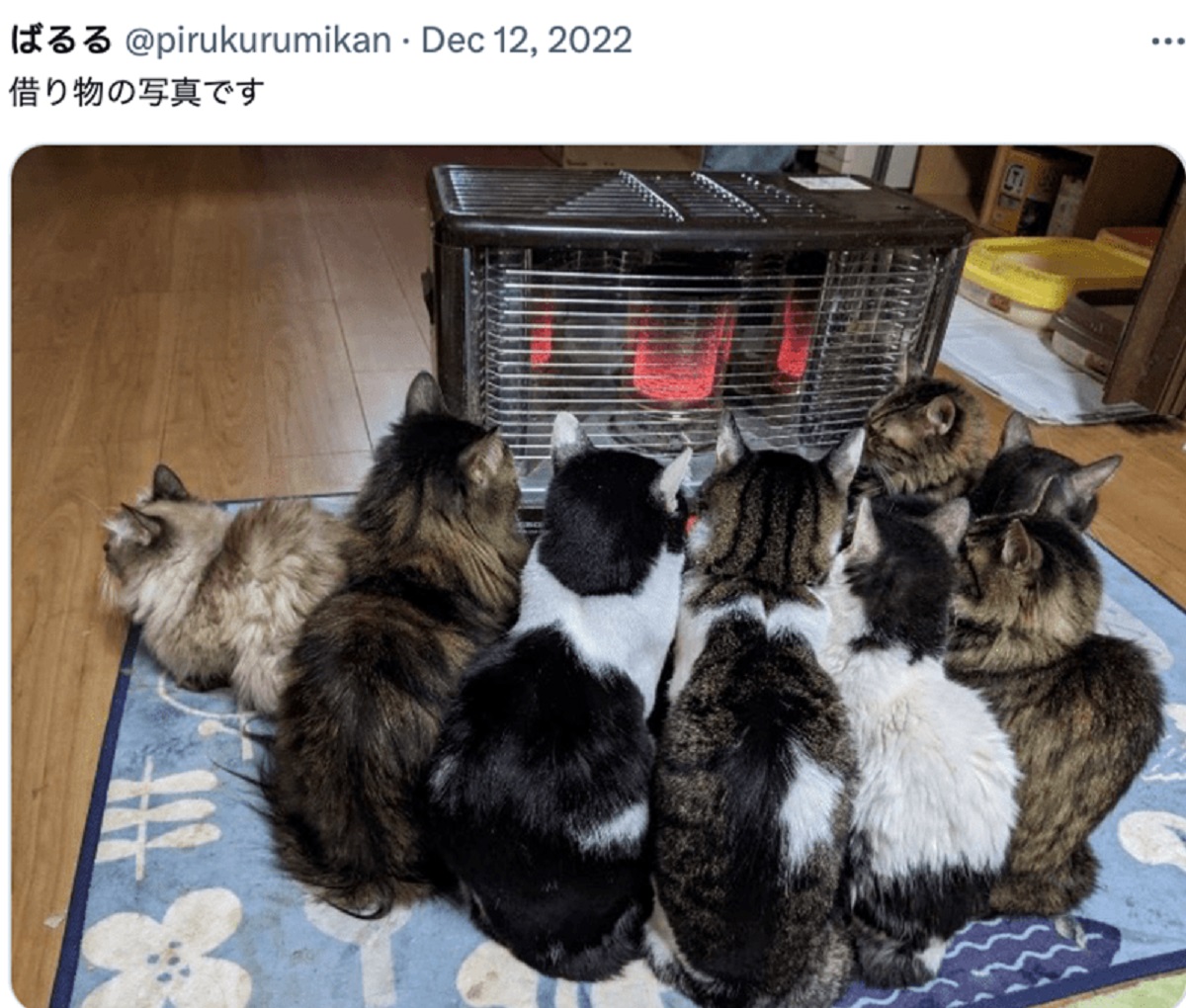 Caturday 10-26-24