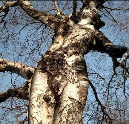 Weird tree that look like a nude woman