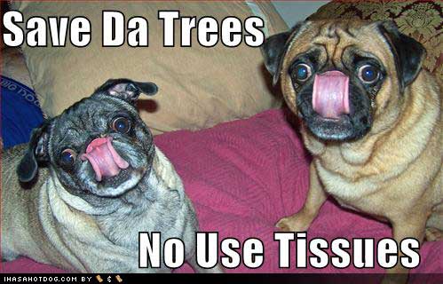 lolcat and dog