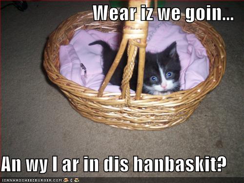 lolcat and other animals