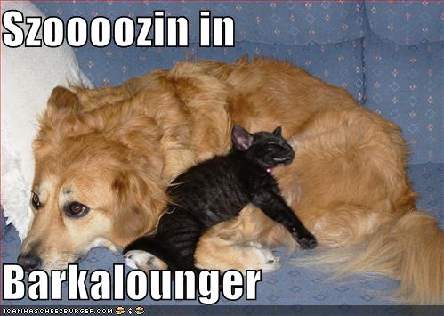 lolcats and dog