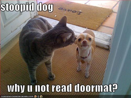 lolcats and dog