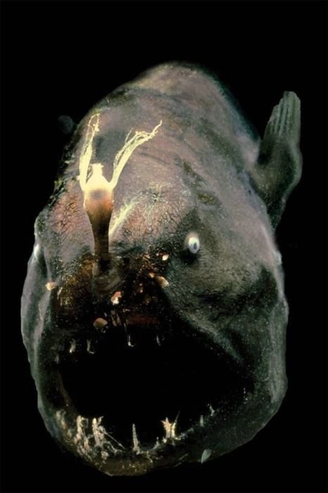 The Ugliest and Scariest Fishes