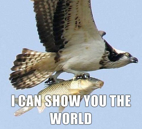 eagle with fish - I Can Show You The World