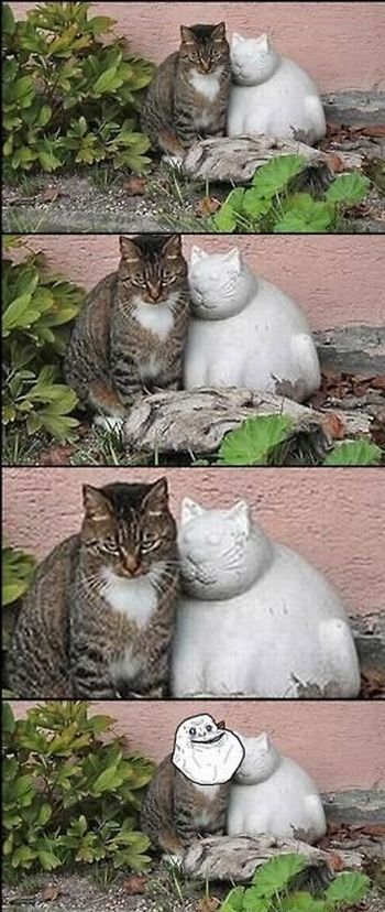 forever alone cat