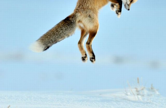 A Fox is Hunting for a Mouse in Yellowstone Park