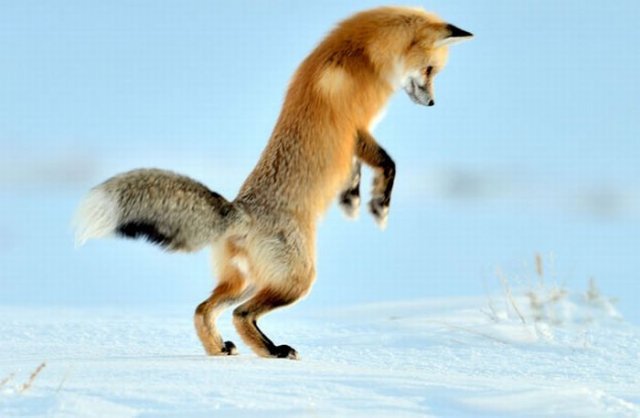 A Fox is Hunting for a Mouse in Yellowstone Park