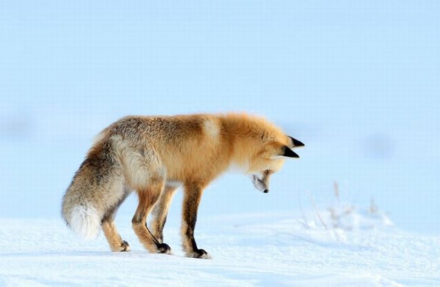 A Fox is Hunting for a Mouse in Yellowstone Park