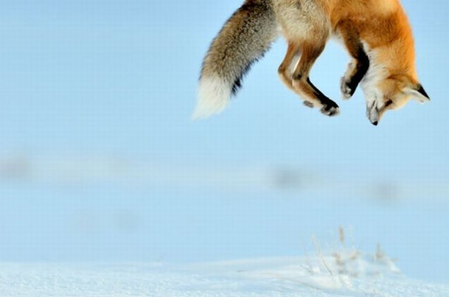 A Fox is Hunting for a Mouse in Yellowstone Park