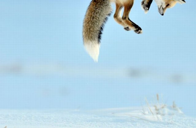 A Fox is Hunting for a Mouse in Yellowstone Park