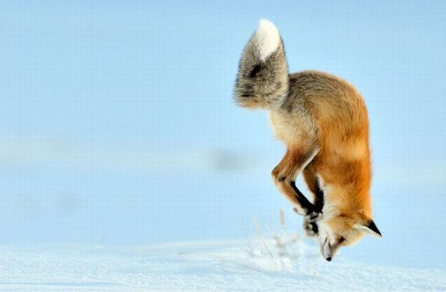 A Fox is Hunting for a Mouse in Yellowstone Park