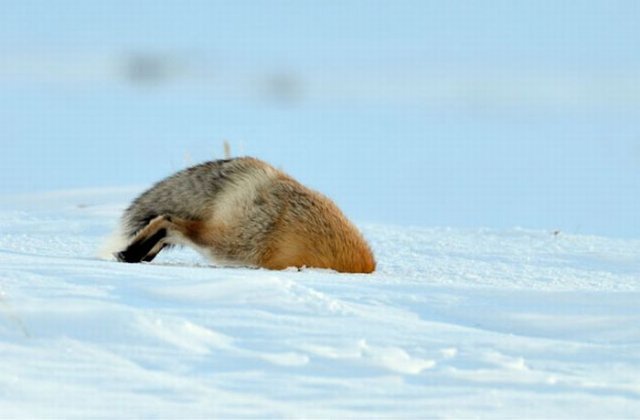 A Fox is Hunting for a Mouse in Yellowstone Park