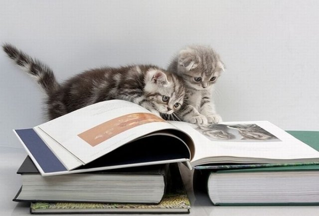 Cats Reading Books