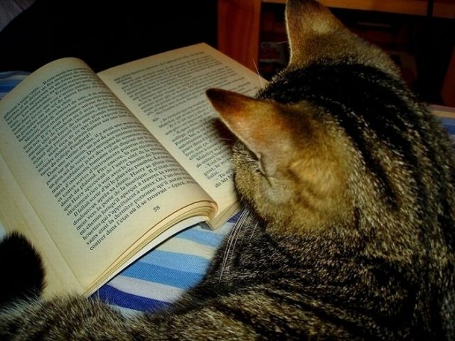 Cats Reading Books