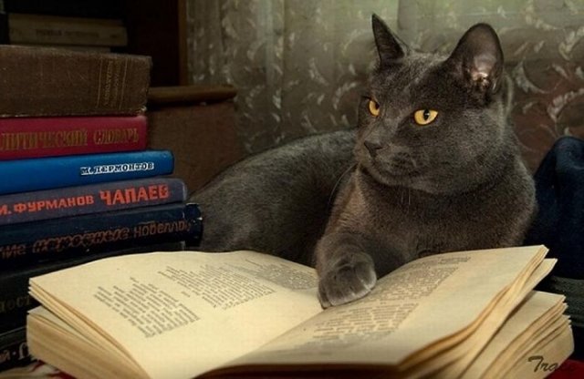 Cats Reading Books