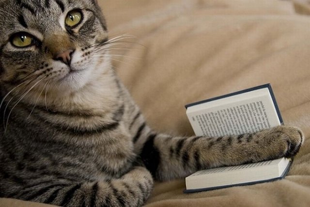 Cats Reading Books