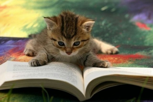 Cats Reading Books