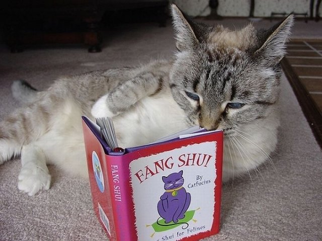 Cats Reading Books