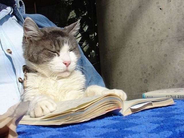 Cats Reading Books