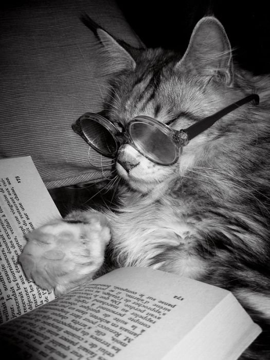 Cats Reading Books