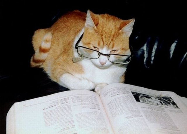 Cats Reading Books