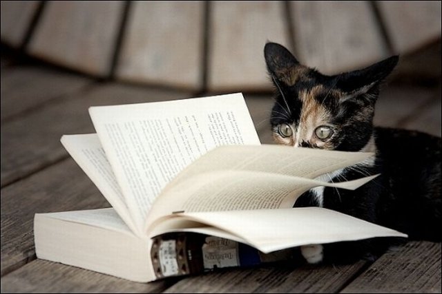 Cats Reading Books