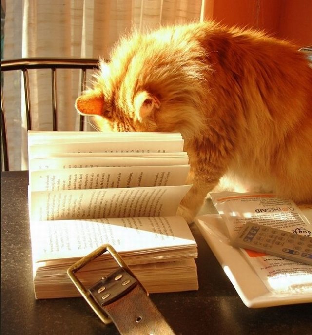 Cats Reading Books