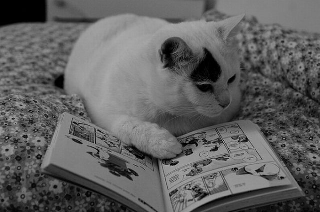 Cats Reading Books